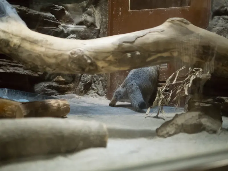 A photograph of Klyon in Ueno Zoological Gardens