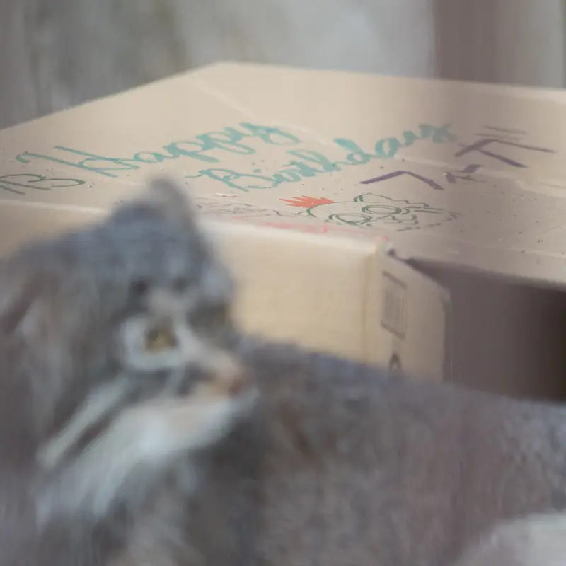 A photograph of Figa in Nogeyama Zoo