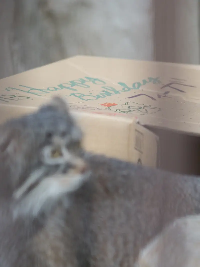 A photograph of Figa in Nogeyama Zoo