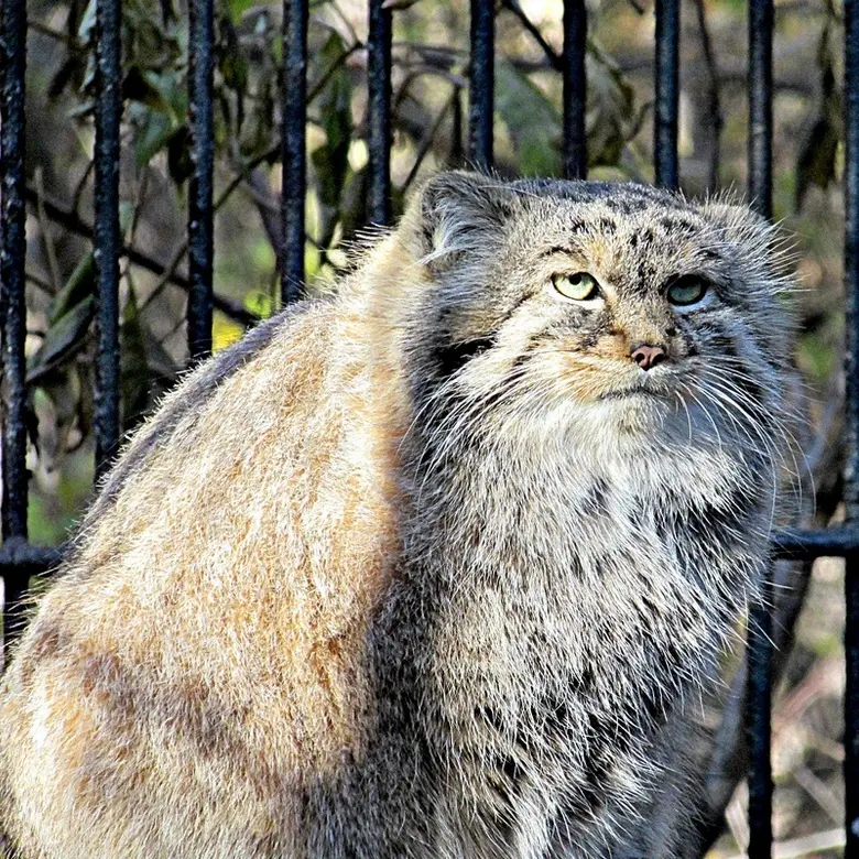 A photograph of a Pallas's cat in Novosibirsk Zoo