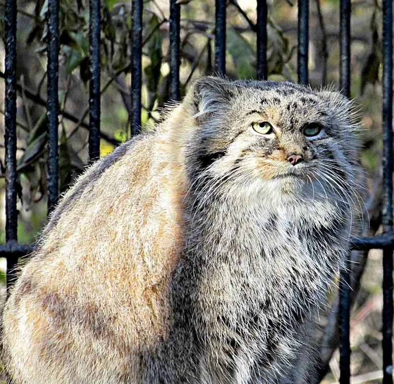 A photograph of a Pallas's cat in Novosibirsk Zoo