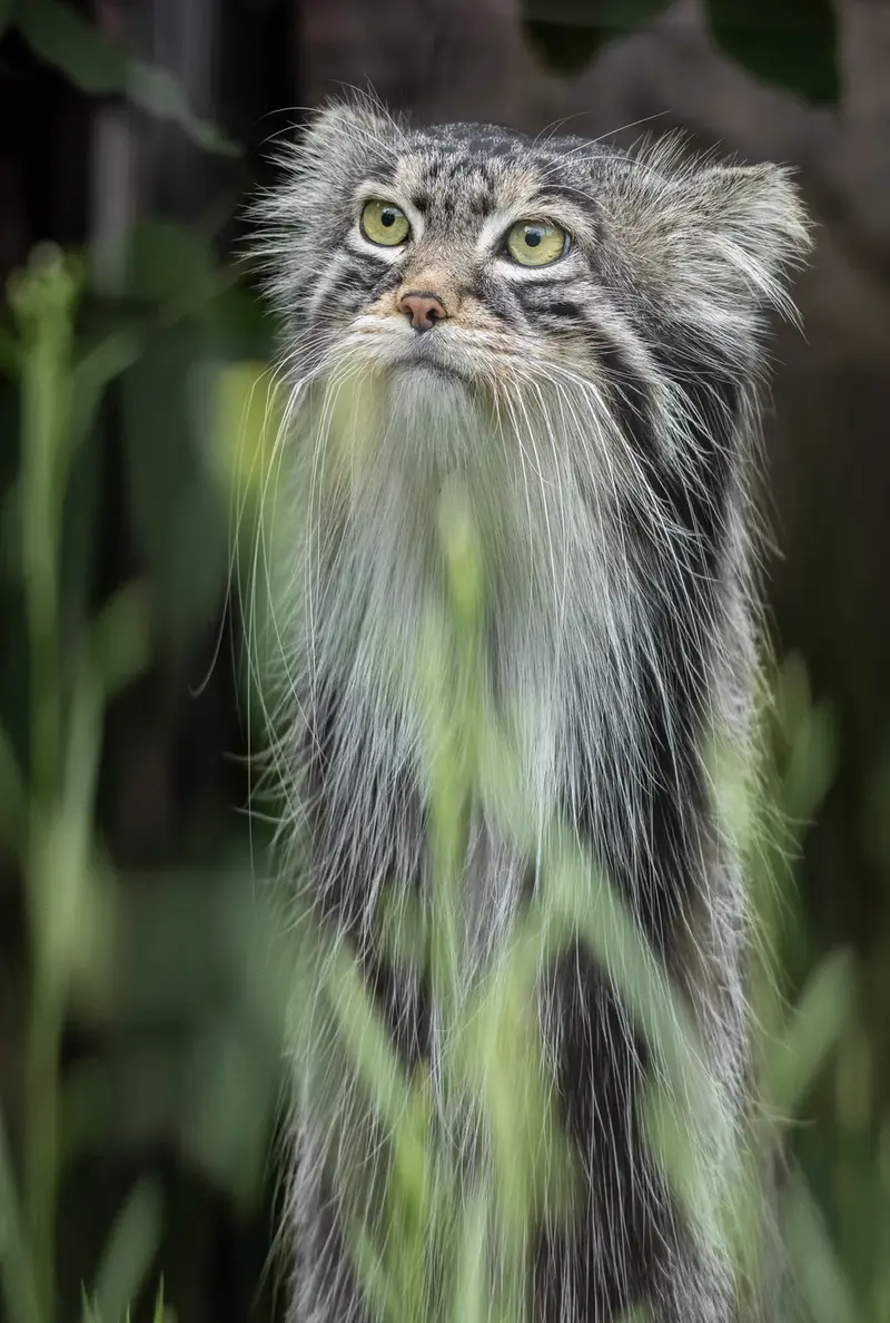 A photograph of a Pallas's cat