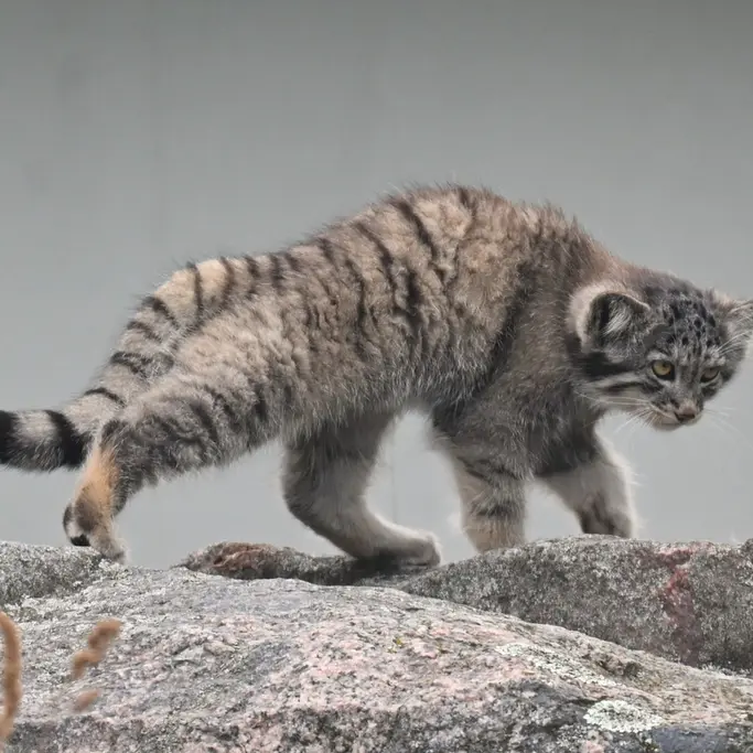 A photograph of Sten in Korkeasaari Zoo