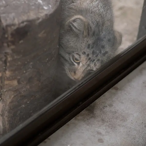 A photograph of Nagomu in Nasu Animal Kingdom