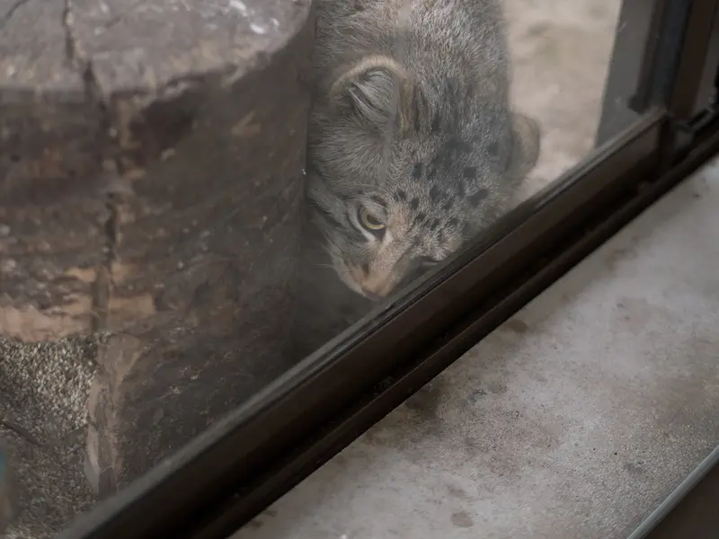 A photograph of Nagomu in Nasu Animal Kingdom