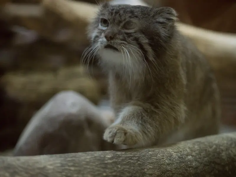 A photograph of Klyon in Ueno Zoological Gardens