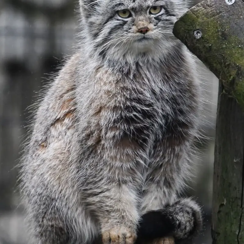 A photograph of a Pallas's cat in Bio-Topia Dunkerque