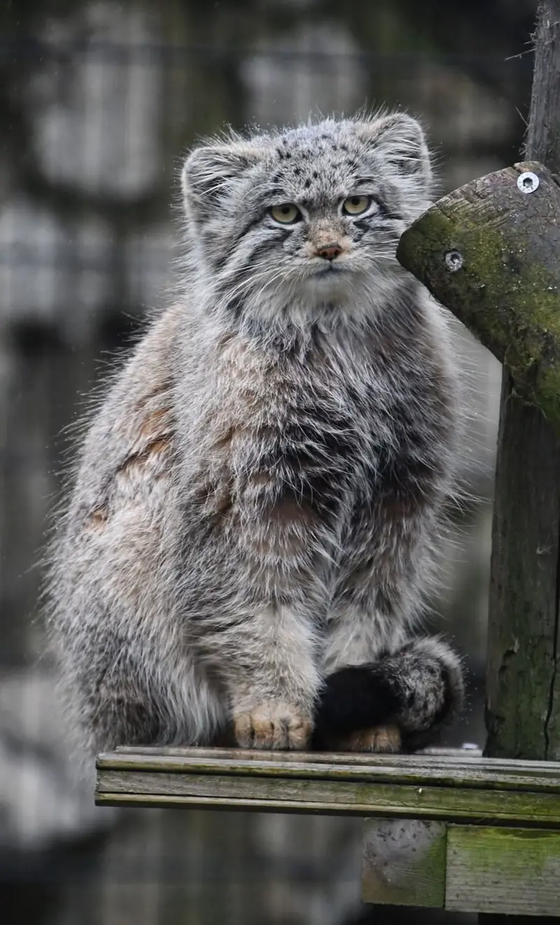 A photograph of a Pallas's cat in Bio-Topia Dunkerque