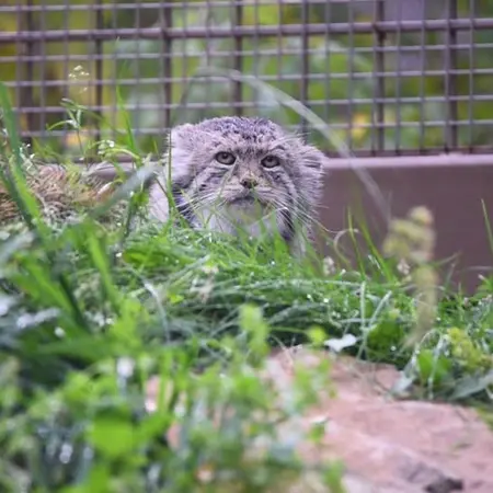 A photograph of Igor in Calgary Zoo / Wilder Institute