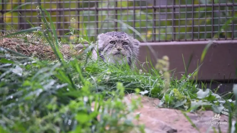 A photograph of Igor in Calgary Zoo / Wilder Institute