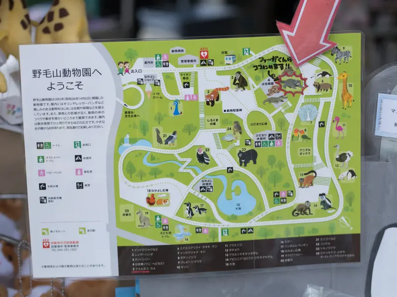 A photograph of a Pallas's cat in Nogeyama Zoo