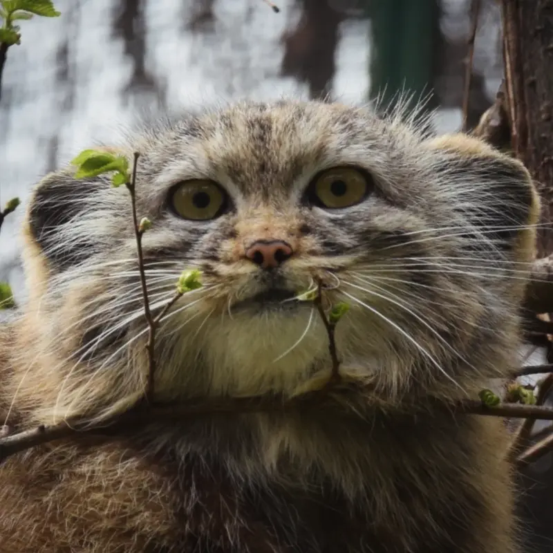A photograph of Lucy in Budapest Zoo & Botanical Garden