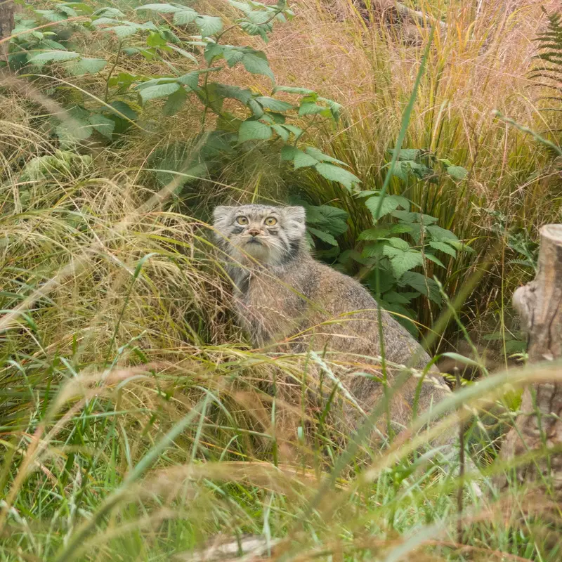 A photograph of Duchess in Edinburgh Zoo