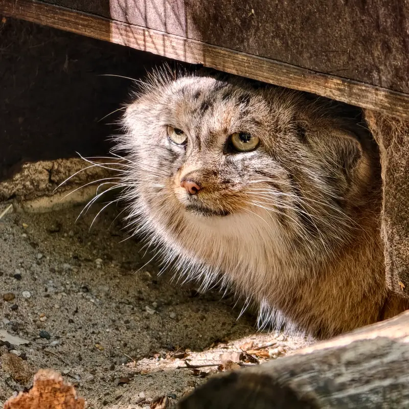 A photograph of Alani in Košice Zoo
