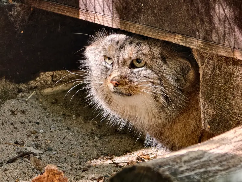 A photograph of Alani in Košice Zoo