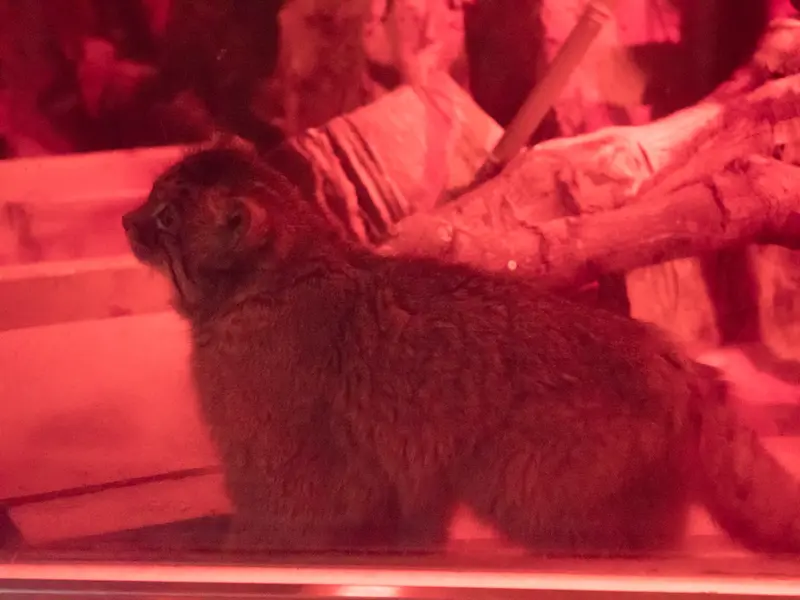 A photograph of Naim in Ueno Zoological Gardens