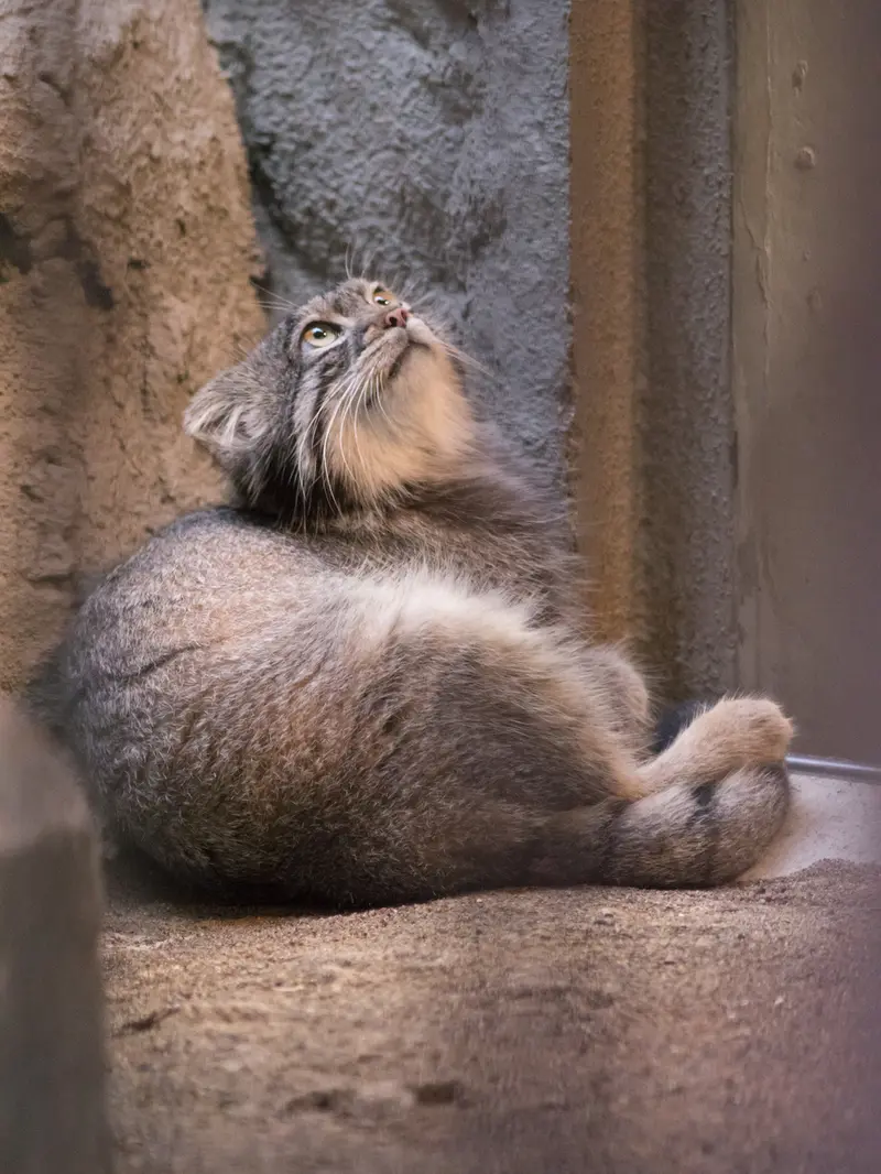 A photograph of Figa in Nogeyama Zoo