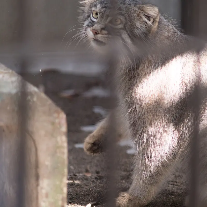A photograph of Figa in Nogeyama Zoo