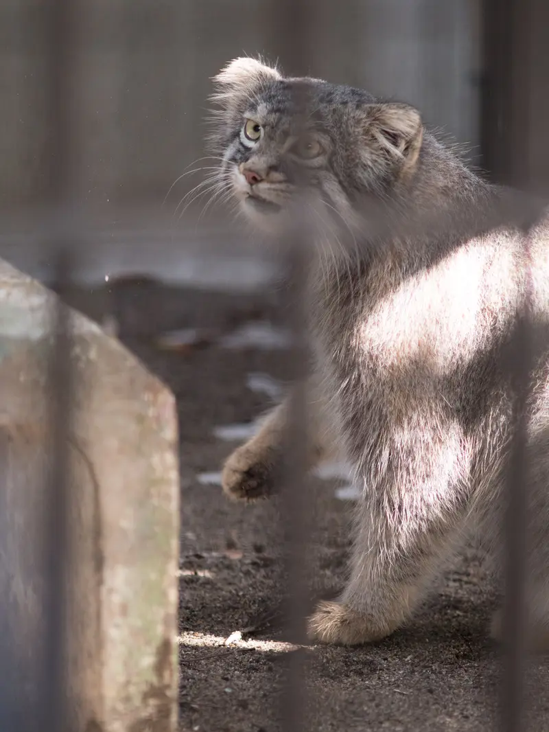 A photograph of Figa in Nogeyama Zoo