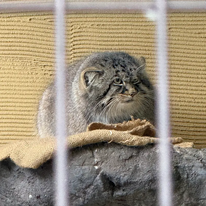 A photograph of Hide in Asahiyama Zoo