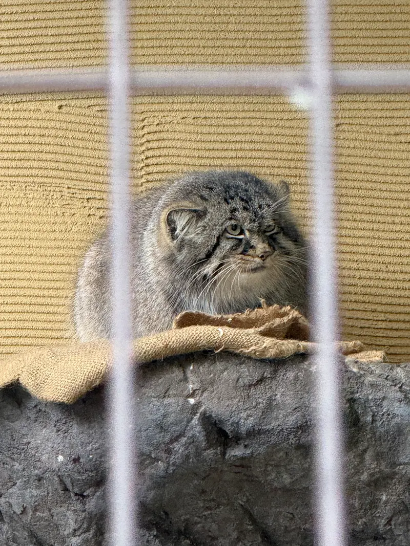 A photograph of Hide in Asahiyama Zoo