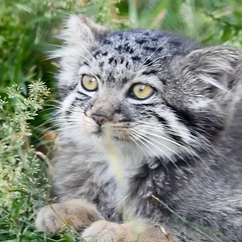 A photograph of a Pallas's cat in Port Lympne Wild Animal Park