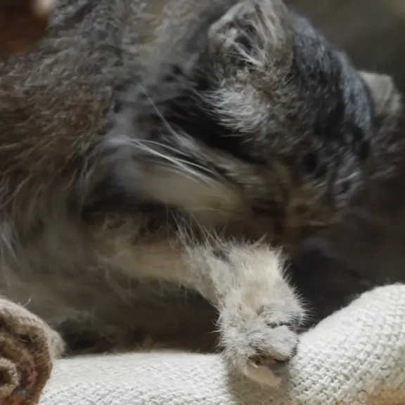 A photograph of a Pallas's cat in Ueno Zoological Gardens