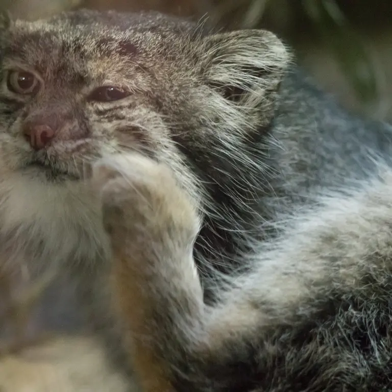 A photograph of Klyon in Ueno Zoological Gardens