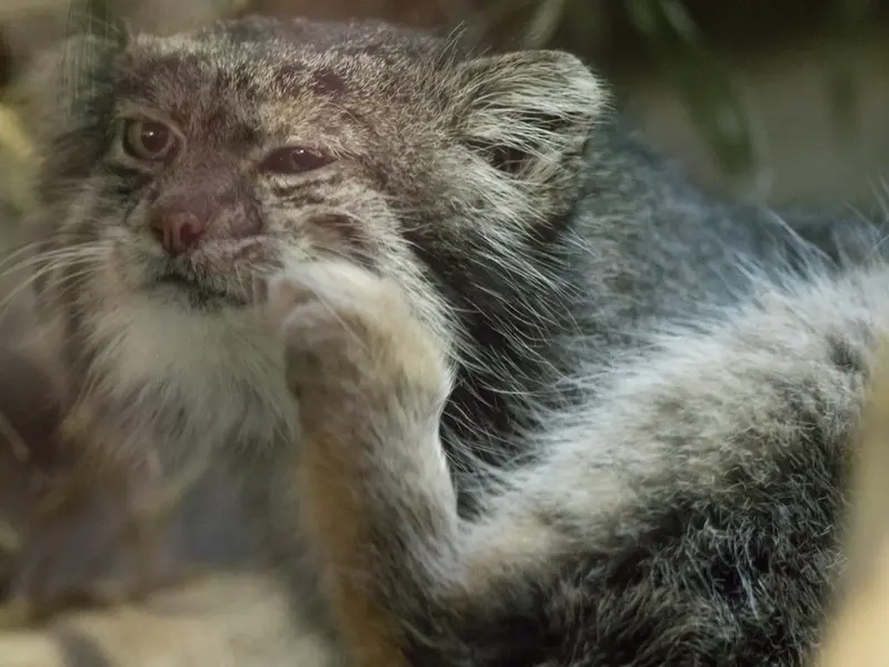 A photograph of Klyon in Ueno Zoological Gardens