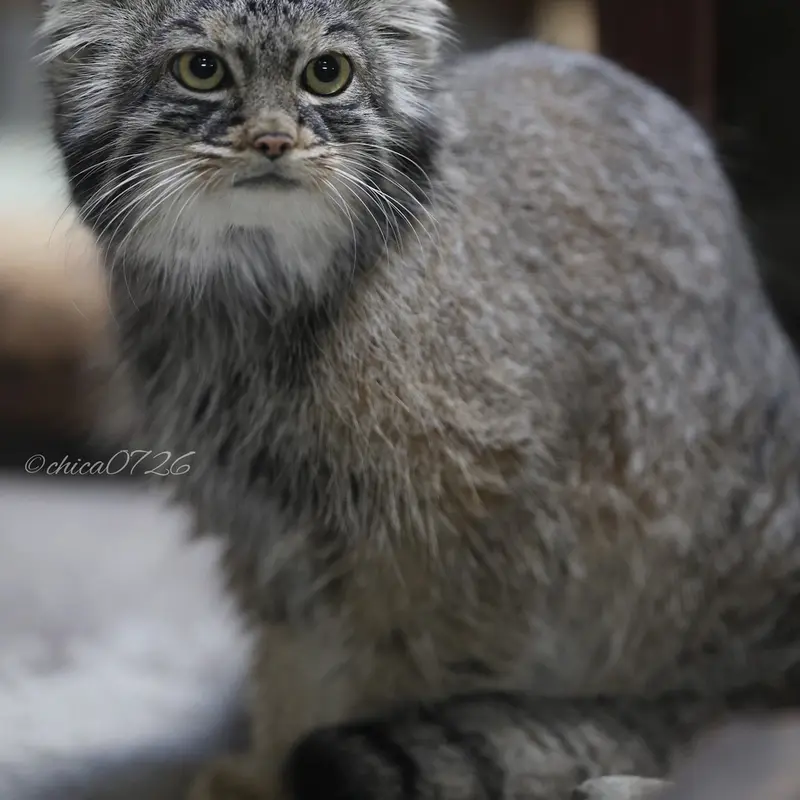A photograph of Shafran in Ueno Zoological Gardens