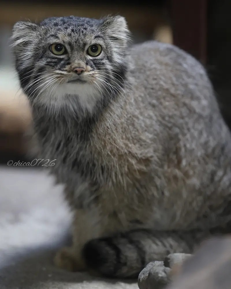 A photograph of Shafran in Ueno Zoological Gardens