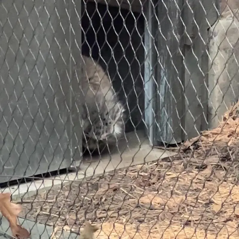 A photograph of a Pallas's cat in Prospect Park Zoo