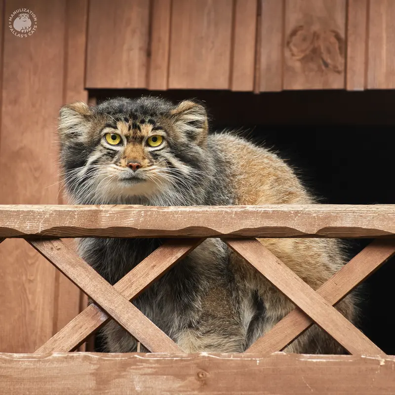 A photograph of Altay in Izhevsk Zoo (Udmurt Zoo)