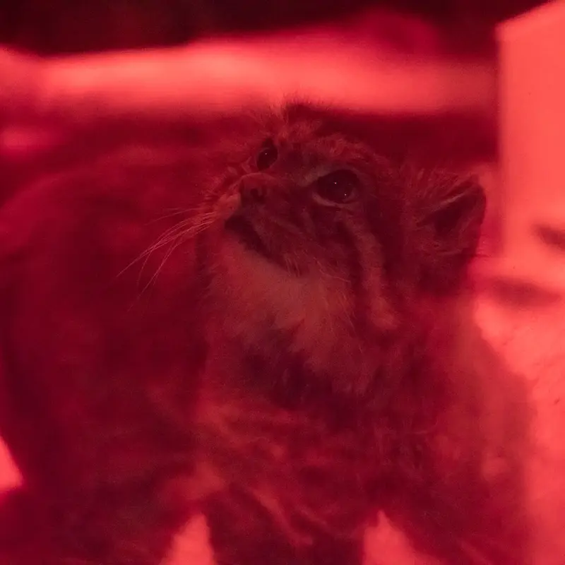A photograph of Naim in Ueno Zoological Gardens