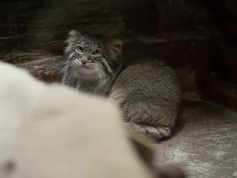 A photograph of Figa in Ueno Zoological Gardens