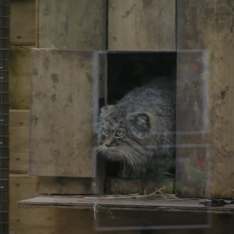 A photograph of Altai in The Lakeland Wildlife Oasis