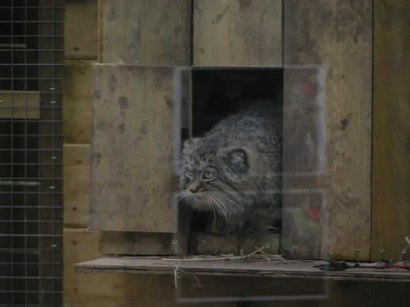 A photograph of Altai in The Lakeland Wildlife Oasis