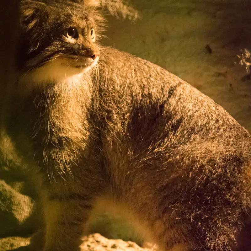 A photograph of Figa in Nogeyama Zoo