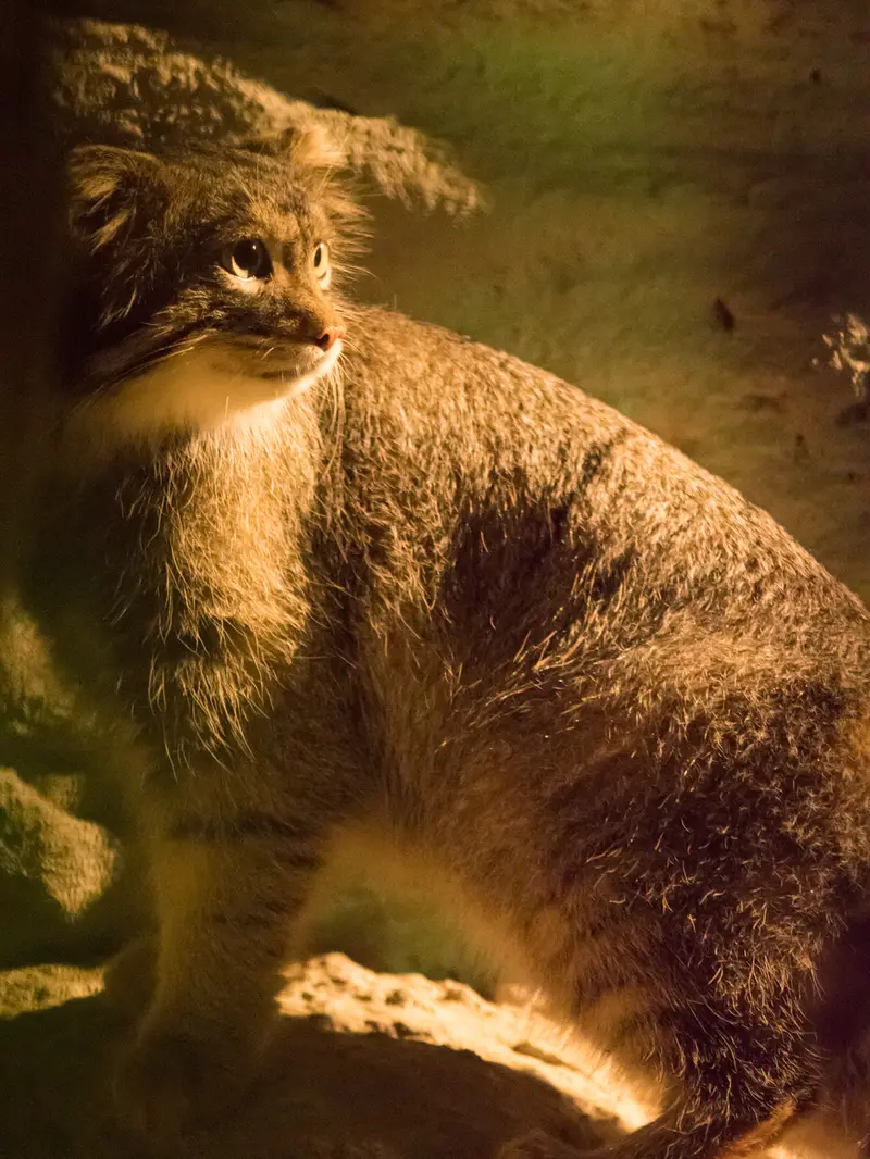 A photograph of Figa in Nogeyama Zoo