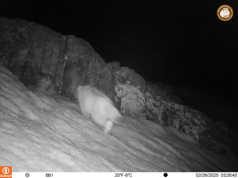 A photograph of Otocolobus manul manul from Aktas-Kunkora camera trap