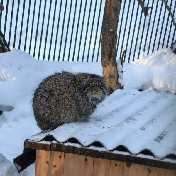 A photograph of Bandit in Novosibirsk Zoo