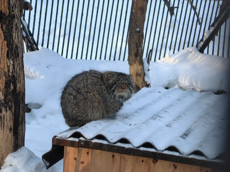 A photograph of Bandit in Novosibirsk Zoo