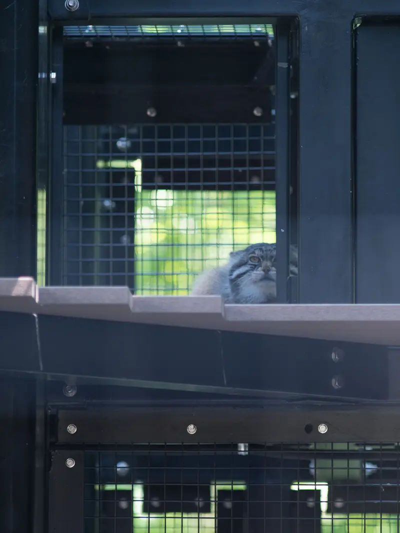 A photograph of Grusha in Asahiyama Zoo