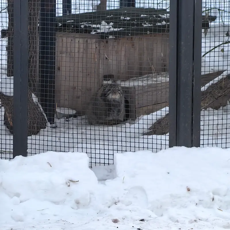 A photograph of Grey in Novosibirsk Zoo