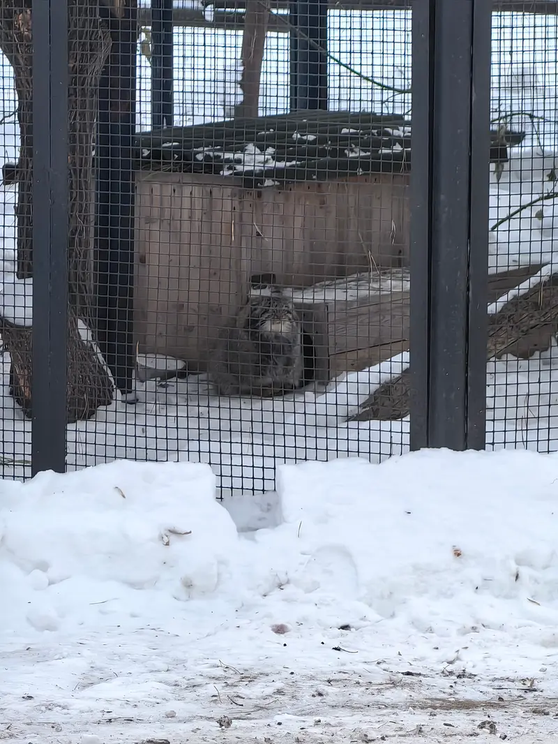 A photograph of Grey in Novosibirsk Zoo