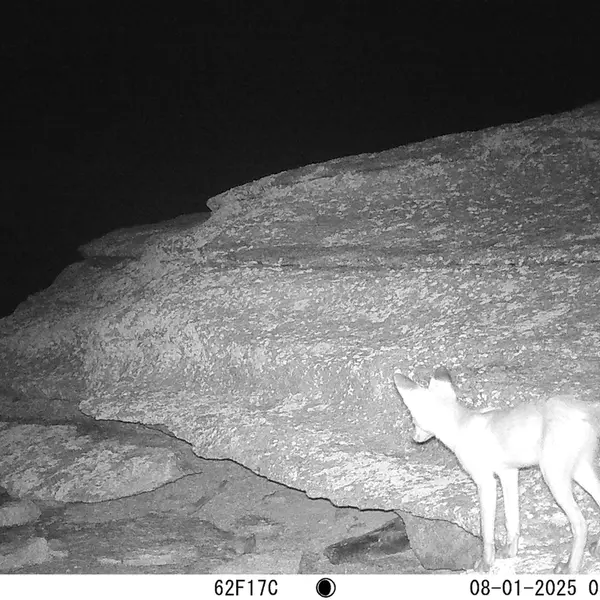A photograph of Red fox from Bektauata 1 camera trap