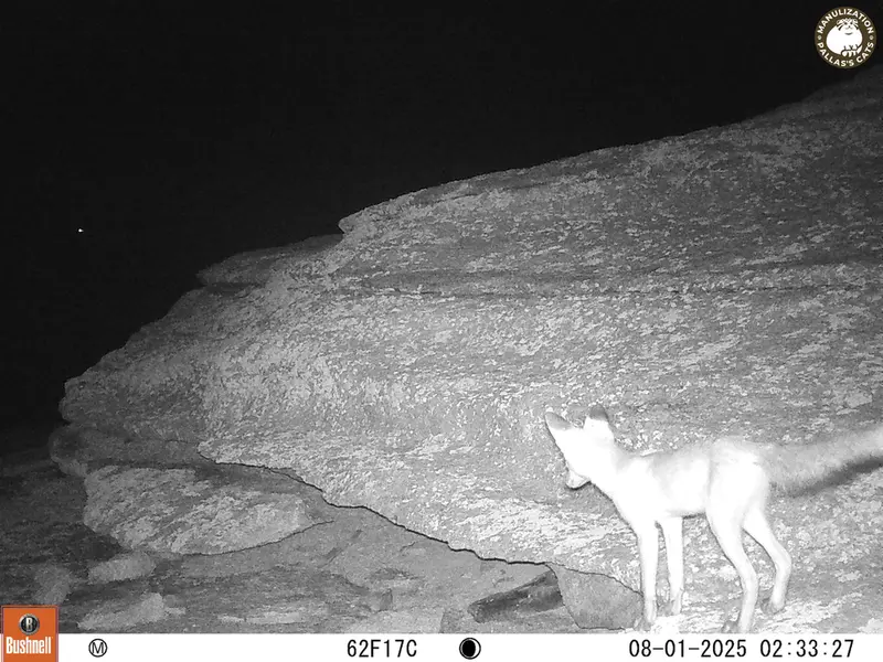 A photograph of Red fox from Bektauata 1 camera trap