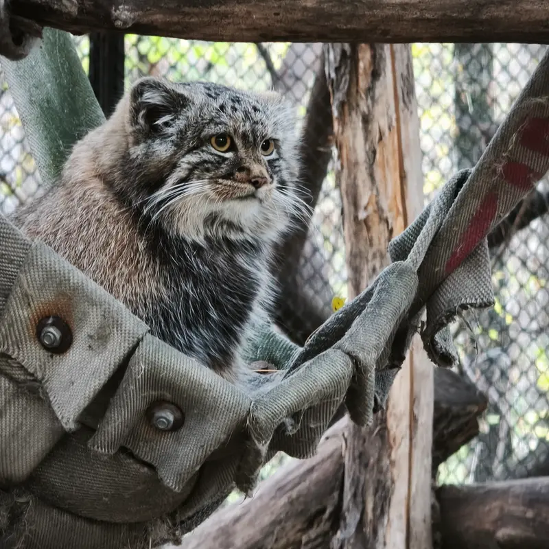 A photograph of a Pallas's cat in Novosibirsk Zoo