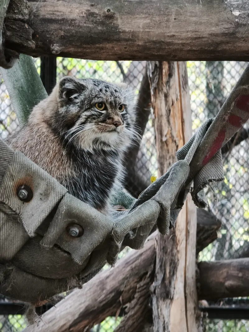 A photograph of a Pallas's cat in Novosibirsk Zoo