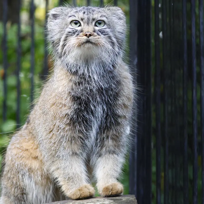 A photograph of Gabi in Novosibirsk Zoo